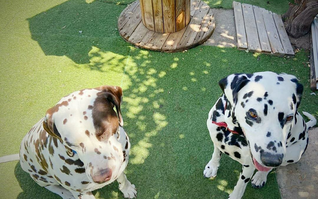 PEPA (chocolate) & LOLI (dálmata)